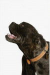 Dirka - Cane Corso (5 ans)