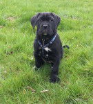 Yao - Cane Corso (2 mois)
