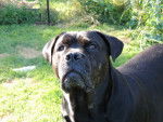 Down - Cane Corso (5 ans)