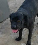 idille - Cane Corso (2 ans)