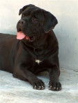 niger - Cane Corso (6 ans)
