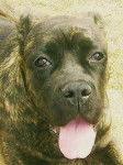 Fushia - Cane Corso (7 mois)