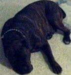 Rebel - Cane Corso (4 ans)