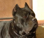 Cane Corso - Cane Corso