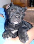 Cane Corso - Cane Corso