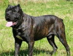 Cane Corso - Cane Corso