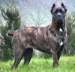 Cane Corso - Cane Corso