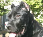 Cane Corso - Cane Corso