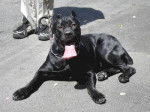 Cane Corso - Cane Corso