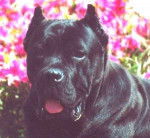 Cane Corso - Cane Corso