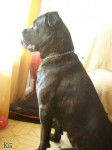 Empia - Cane Corso (1 an)