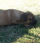 Shanel - Cane Corso (4 mois)