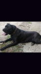 Hera - Cane Corso (1 an)