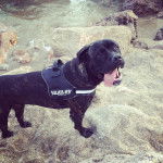 justice des seigneurs de sparte - Cane Corso Mâle (1 an)