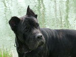 cane corso ATTILA - Cane Corso