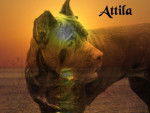 cane corso attila - Cane Corso