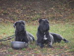 cane corso - Cane Corso