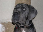 Cane Corso - Awen - Cane Corso