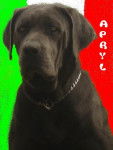 APRYL - cane corso - Cane Corso