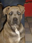 bagdad de slaty - cane corso - Cane Corso