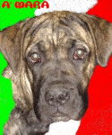 amara de slaty - cane corso - Cane Corso