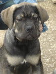 bazooka de slaty - cane corso - Cane Corso