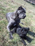 Cane Corso - Cane Corso
