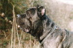 cane corso thèo - Cane Corso