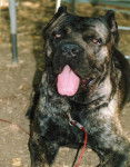 cane corso Thèo - Cane Corso
