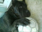 Attila Cane Corso - Cane Corso