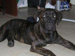 cane corso "BOSS" - Cane Corso