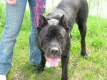 attila Cane corso - Cane Corso