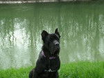 ATTILA Cane corso - Cane Corso