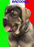 bazooka de slaty - cane corso - Cane Corso