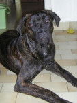 cane corso "BOSS" - Cane Corso