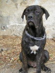 boss cane corso 6 mois - Cane Corso (6 mois)