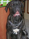 boss cane corso 6 mois - Cane Corso (6 mois)