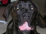 boss cane corso 6 mois - Cane Corso (6 mois)