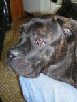 cane corso "BOSS" - Cane Corso