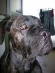 boss cane corso - Cane Corso