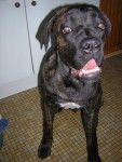 boss cane corso - Cane Corso