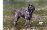 Thèo cane corso - Cane Corso