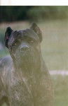 Thèo cane corso - Cane Corso