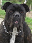 adzo - cane corso - Cane Corso