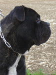ADZO - cane corso - Cane Corso