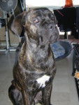 cane corso "BOSS" - Cane Corso