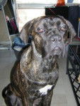 cane corso "BOSS" - Cane Corso