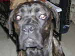 cane corso "BOSS" 8mois - Cane Corso