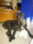 ATTILA Cane Corso - Cane Corso