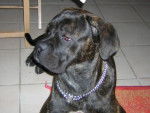 BOSS cane corso - Cane Corso